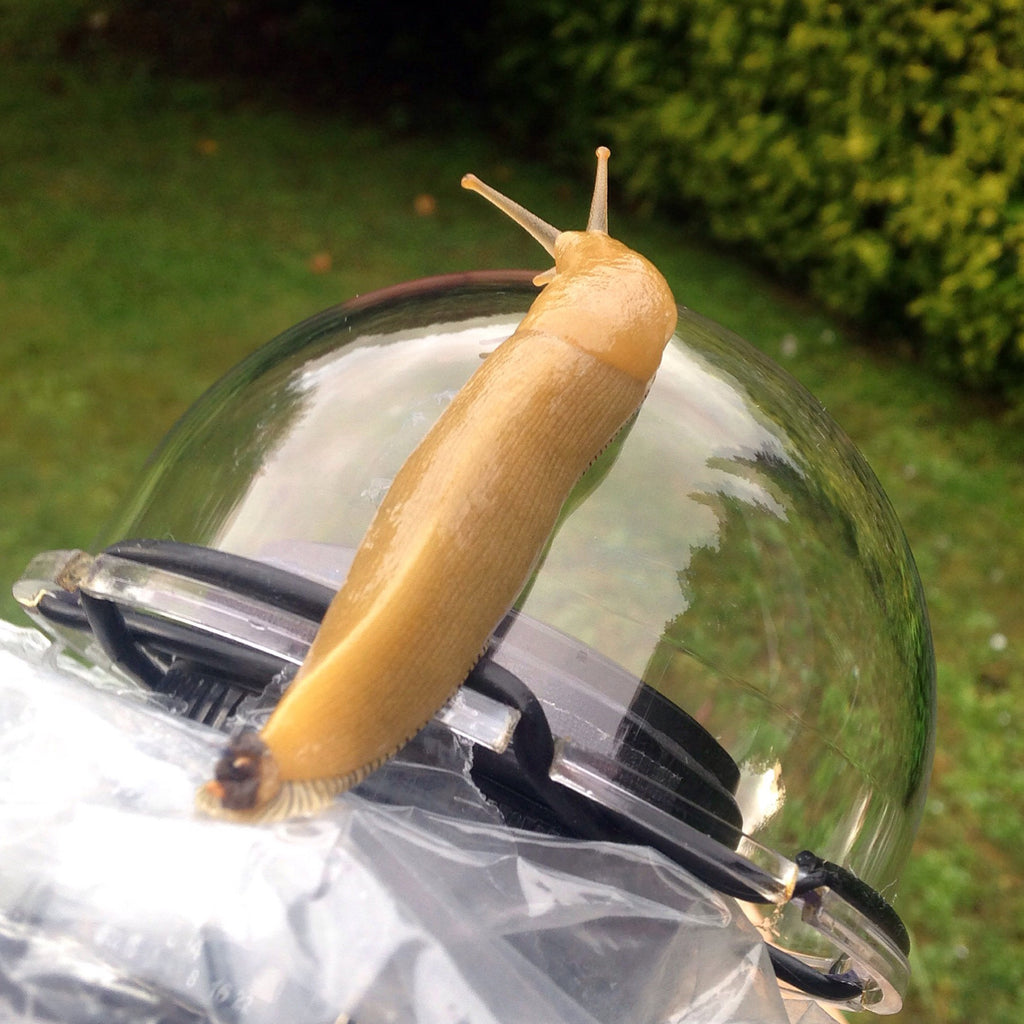 Banana Slugs